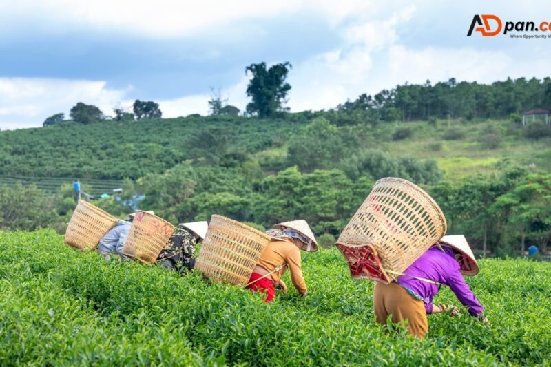 General Farm Worker Jobs in Italy | CHARGE OF GREEN MAINTENANCE  